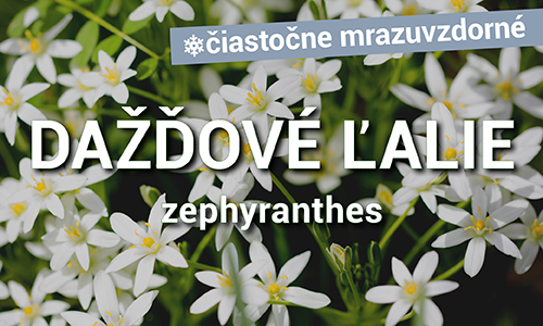 Dažďová ľalia - Zephyranthes