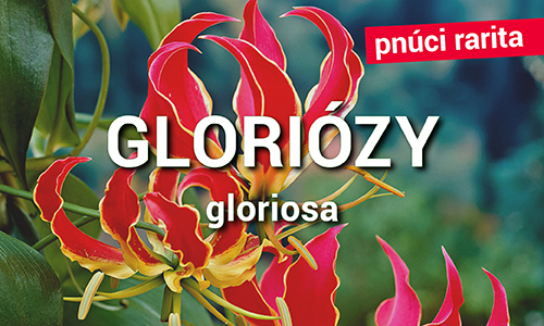Gloriózy