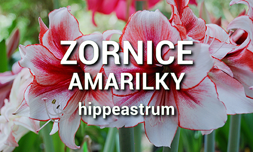 Zornice, Amarilky