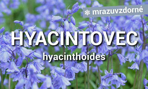 Hyacintovec