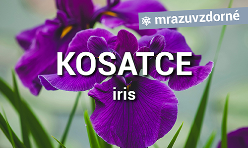 Kosatce sibiřské