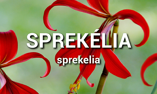 Sprekelia