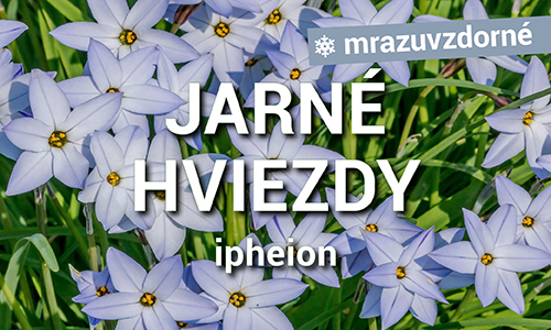 Ipheiony
