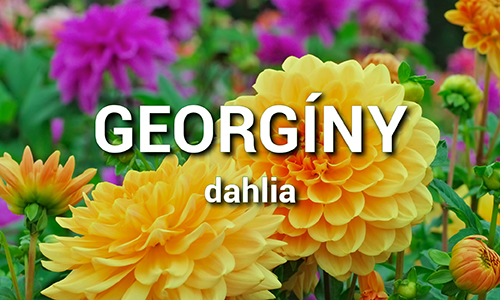 Georgíny