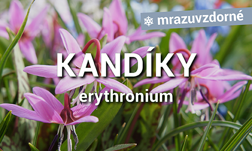 Kandíky