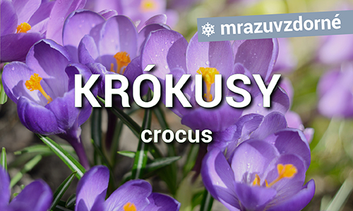 Krókusy