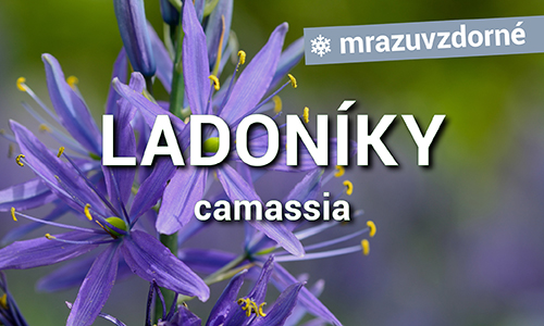 Ladoníky