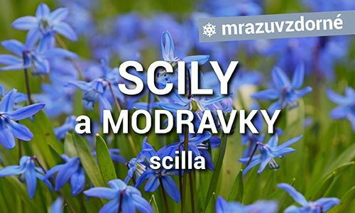 Scily a Modravky