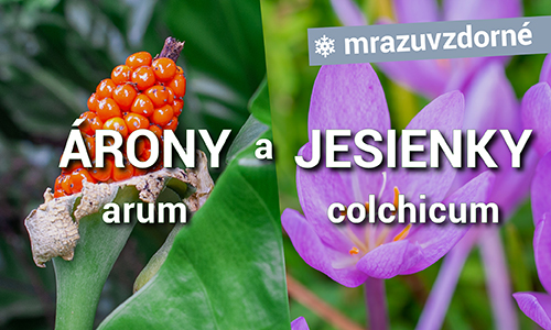 Árony a Jesienky