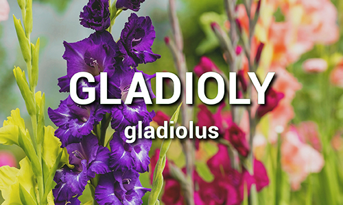 Gladioly