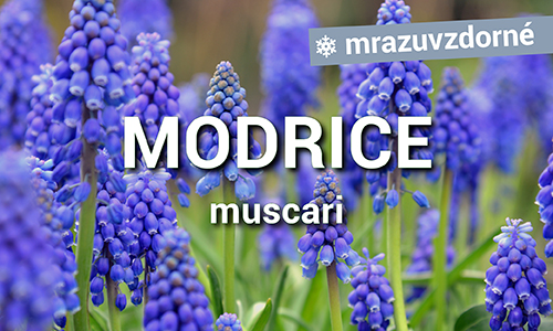 Modrice