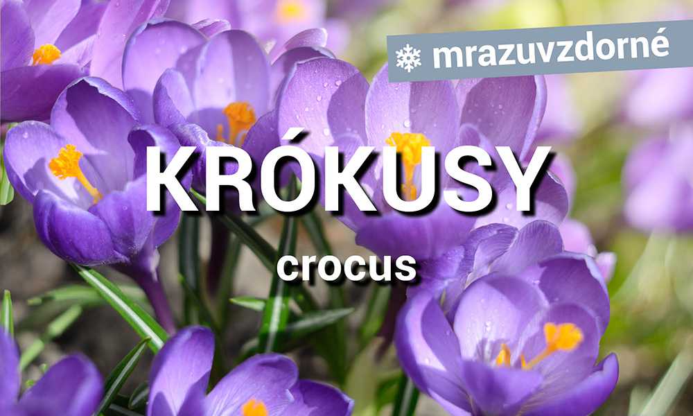 Krokusy