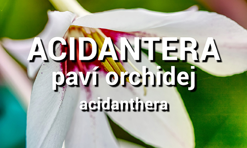 Acidantera