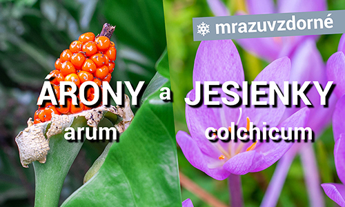 Árony a Jesienky