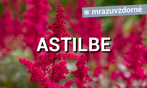 Astilbe