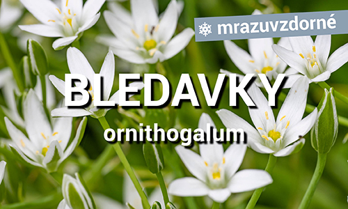 Bledavky
