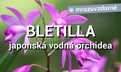 Bletilla