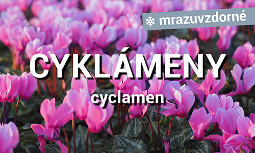 Cyklámeny