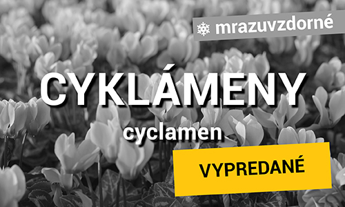 Cyklámeny
