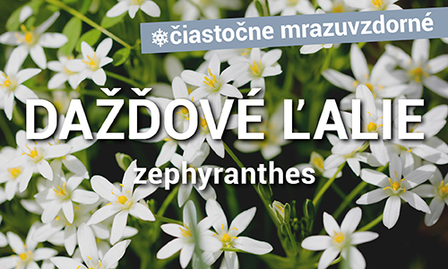 Dažďová ľalia - Zephyranthes