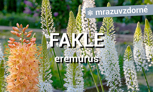 Fakle