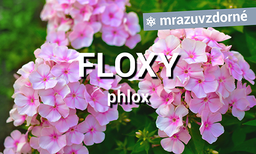 Floxy