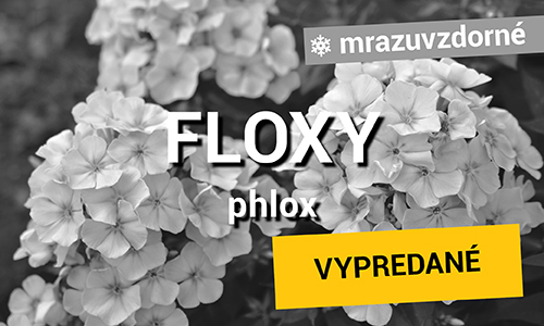 Floxy