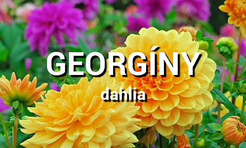 Georgíny