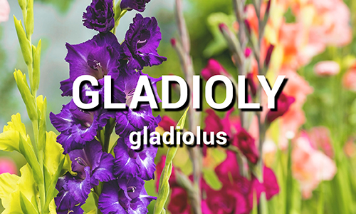 Gladioly