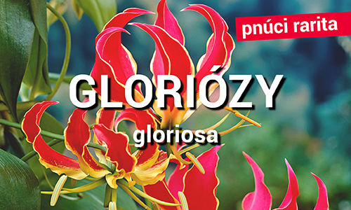 Gloriózy