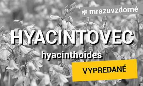 Hyacintovec