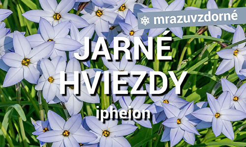 Ipheiony