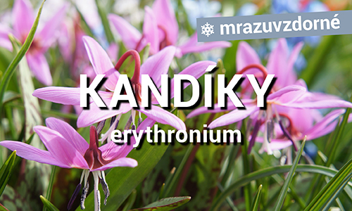 Kandíky