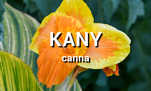 Kany