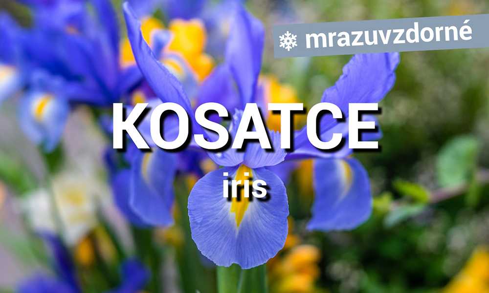 Kosatce