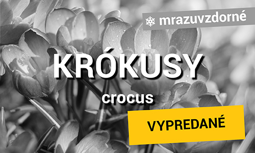 Krokusy