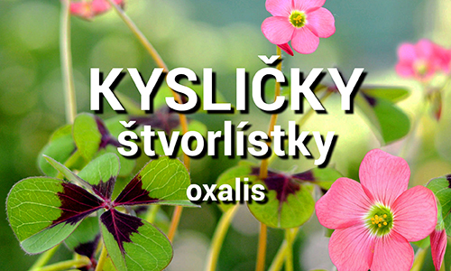 Oxalis