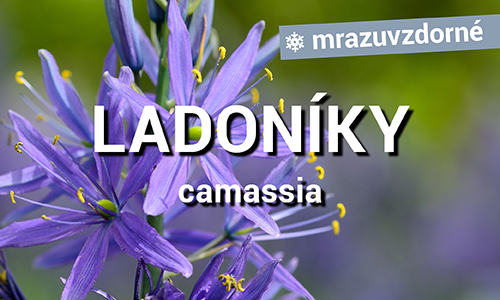 Ladoníky