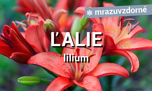 Ľalie