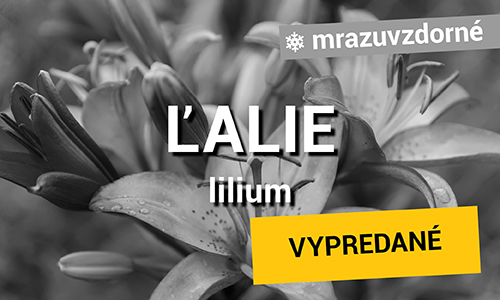 Ľalie