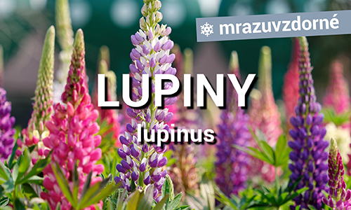 Lupiny