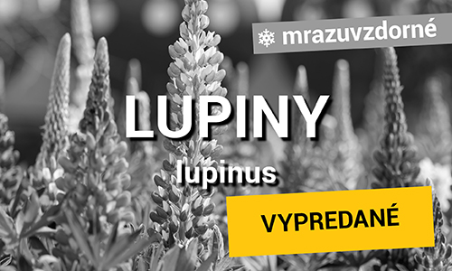 Lupiny