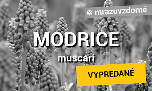 Modrice