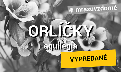 Orlíčky