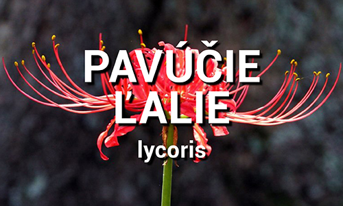 Lycoris - Pavúčie ľalie