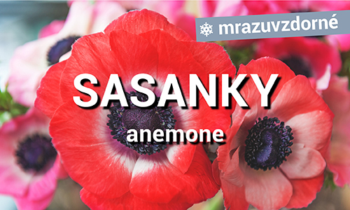 Sasanky