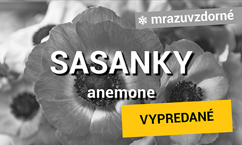 Sasanky