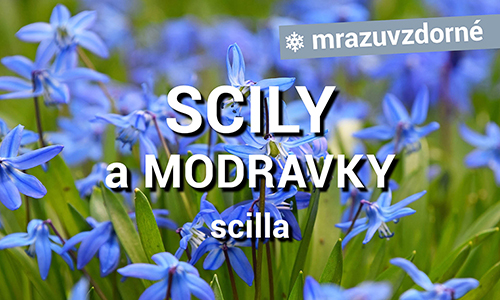 Scily a Modravky