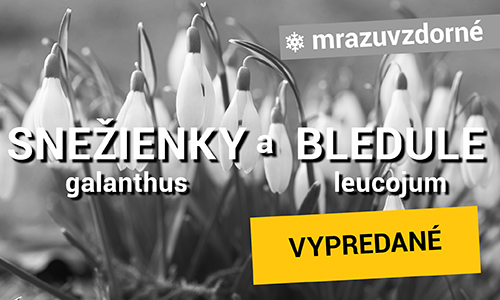 Snežienky  Bledule