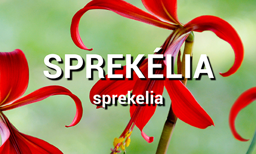 Sprekelia